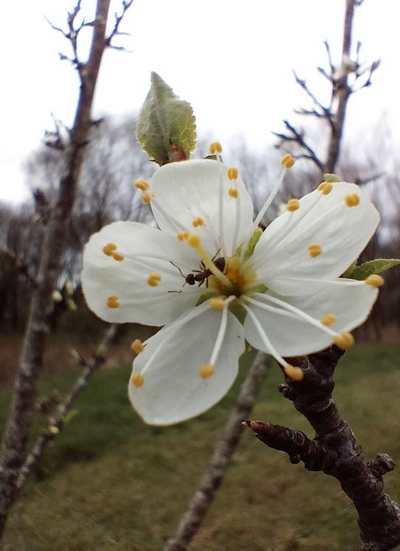 Fleur et fourmi
